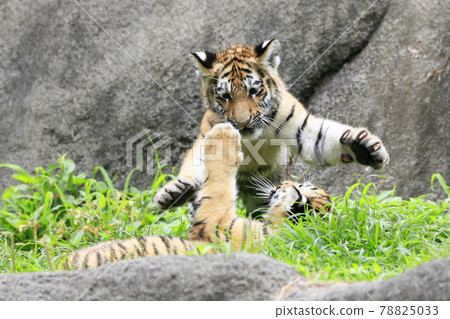 阿穆爾虎寶寶 78825033