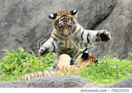 阿穆爾虎寶寶 78825034