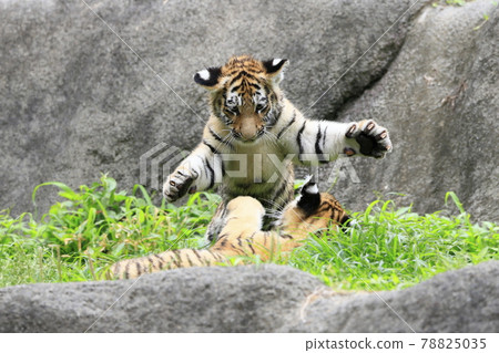 阿穆爾虎寶寶 78825035