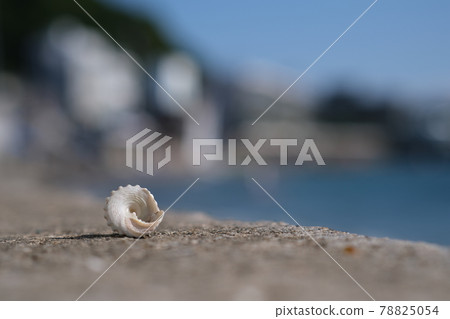 Seashells found on the coast of Hayama 78825054