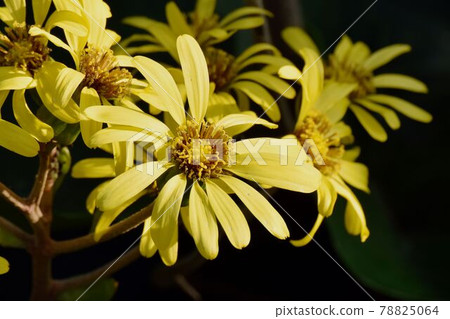 Yellow Tsubaki flower blooming in Mitaka Nakahara 78825064