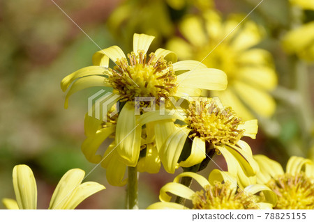 開花在三鷹中原的黃色Tsubaki花 開花在三鷹中原的黃色Tsubaki花 78825155