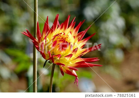 Red and yellow dahlia flowers blooming in the botanical garden of Jindaiji Motomachi, Chofu City Red and yellow dahlia flowers blooming in the botanical garden of Jindaiji Motomachi, Chofu City 78825161