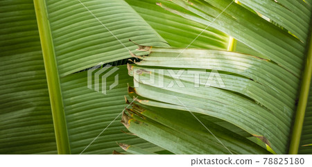 Closeup of banana leaf texture abstract background Closeup of banana leaf texture abstract background 78825180