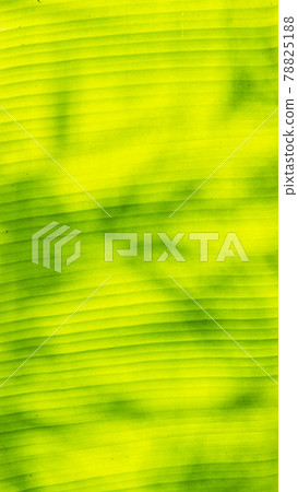 Closeup of banana leaf texture abstract background Closeup of banana leaf texture abstract background 78825188
