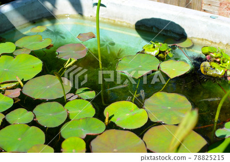 Biotope hass leaves 78825215