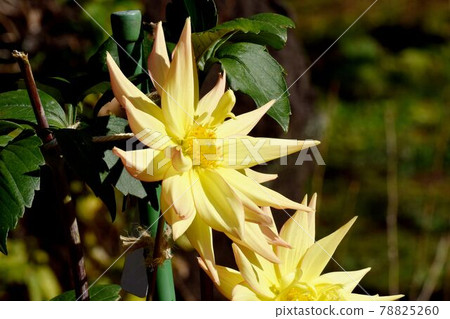 Yellow dahlia (fireworks sickness) flowers blooming in the botanical garden of Jindaiji Motomachi, Chofu City Yellow dahlia (fireworks sickness) flowers blooming in the botanical garden of Jindaiji Motomachi, Chofu City 78825260