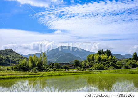 Mt. Shibi and paddy fields 78825263