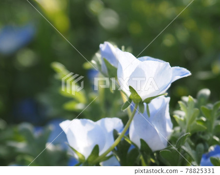 Spring nemophila 78825331