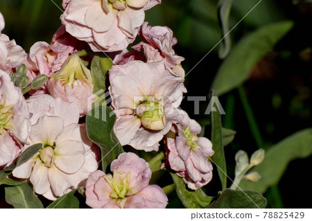 Light pink stock flowers blooming in Nakahara, Mitaka City Light pink stock flowers blooming in Nakahara, Mitaka City 78825429