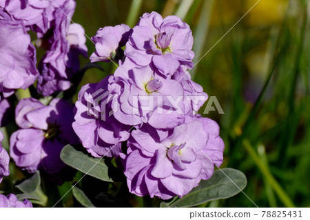 Purple stock flowers blooming in Nakahara, Mitaka City Purple stock flowers blooming in Nakahara, Mitaka City 78825431