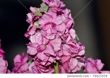 在三鷹市中原盛開的粉紅色原花 在三鷹市中原盛開的粉紅色原花 78825434