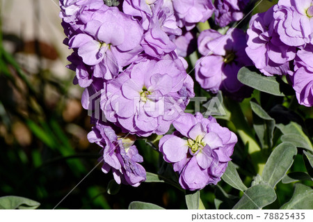 在三鷹市中原盛開的紫金花 78825435