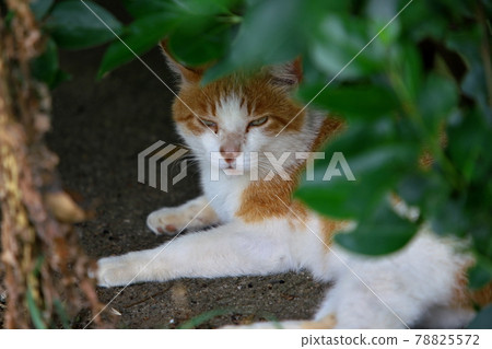 A cat with a bad eye 78825572