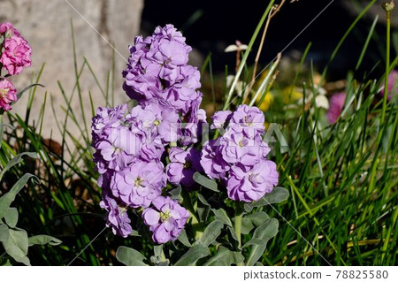 在三鷹市中原盛開的紫金花 78825580
