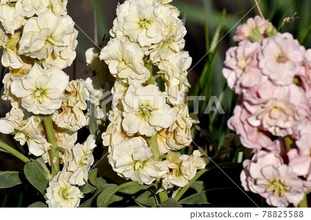 White stock flowers blooming in Nakahara, Mitaka City White stock flowers blooming in Nakahara, Mitaka City 78825588