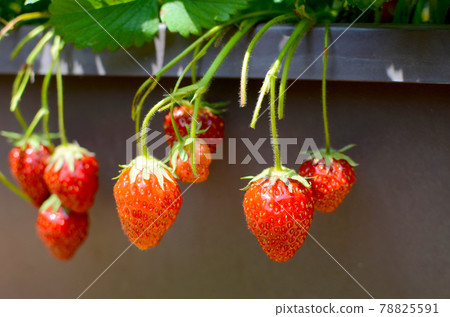 Strawberries in the vegetable garden 78825591