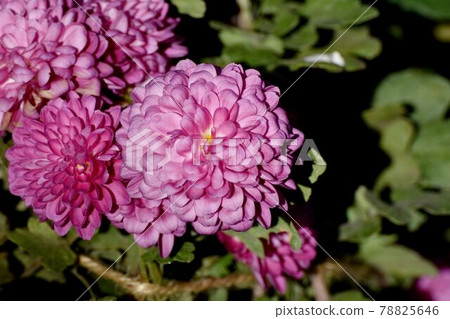 三鷹市中原盛開的紫紅色菊花 三鷹市中原盛開的紫紅色菊花 78825646
