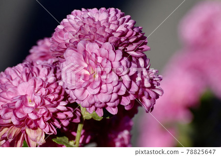 Red-purple chrysanthemum flowers blooming in Nakahara, Mitaka City Red-purple chrysanthemum flowers blooming in Nakahara, Mitaka City 78825647