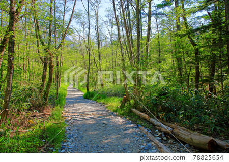 初夏從上高地田代池到河童橋的散步道 初夏從上高地田代池到河童橋的散步道 78825654