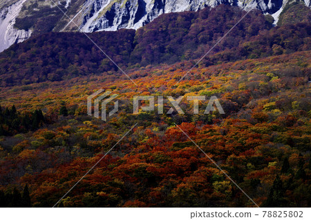 Autumn Oyama Autumn Oyama 78825802