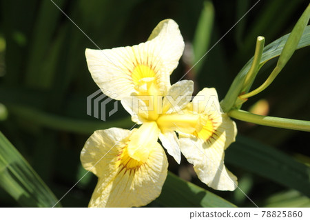 堺市白佐木公園的菖蒲 堺市白佐木公園的菖蒲 78825860