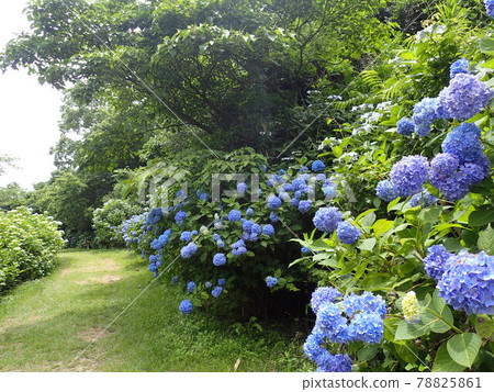 百合紫色繡球花 百合紫色繡球花 78825861
