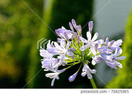 百子花 百子花 78825865