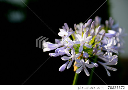 百子花 百子花 78825872