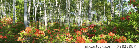 Japanese azalea and birch forest in full bloom [Yachiho Kogen] / Sakuho Town, Nagano Prefecture [North Yatsugatake] 78825897