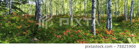 Japanese azalea and birch forest spreading to the back [Yachiho Kogen] / Sakuho Town, Nagano Prefecture [North Yatsugatake] 78825900