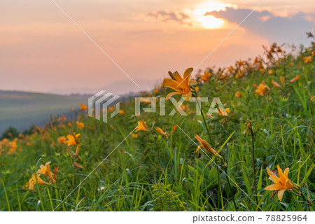 (Nagano Prefecture) Nikko Kisuge blooms, Kirigamine in summer, sunset (Nagano Prefecture) Nikko Kisuge blooms, Kirigamine in summer, sunset 78825964