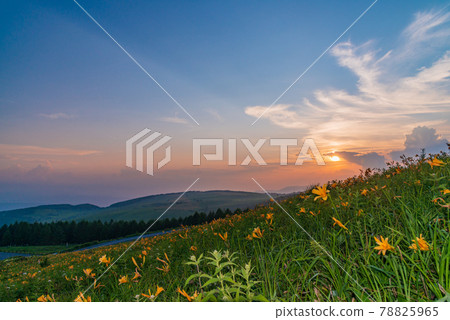 (Nagano Prefecture) Nikko Kisuge blooms, Kirigamine in summer, sunset 78825965