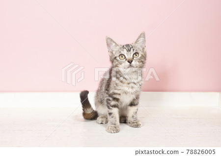 American shorthair kitten looking up 78826005