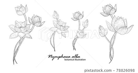Floral vector wreath with lily flowers. Graphic Flowers. Floral vector wreath with lily flowers. Graphic Flowers. 78826098
