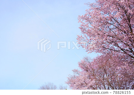 Hokkaido cherry blossoms on a clear day 78826155