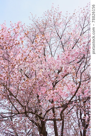 Cherry blossoms blooming in a park in Hokkaido 78826156