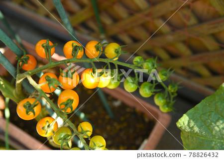公寓中的家庭花園橙色簇狀櫻桃番茄 78826432