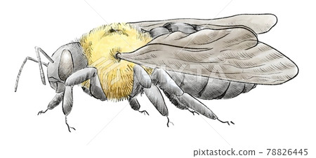 側身木蜂 側身木蜂 78826445