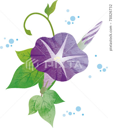 牽牛花牽牛花夏季花卉植物自然水彩水彩觸感插畫素材 78826732