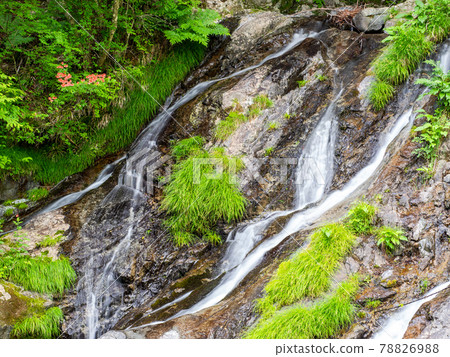 Refreshing early summer Akigawa Valley Yume no Taki 78826988