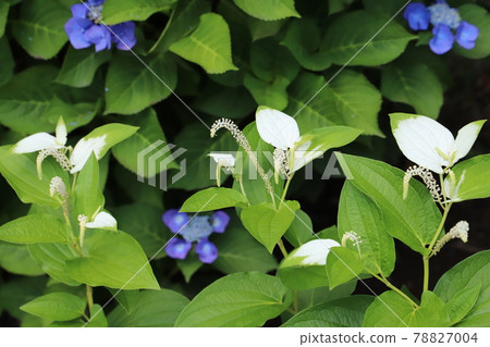 初夏公園盛開的三白草白綠葉和小白穗 初夏公園盛開的三白草白綠葉和小白穗 78827004