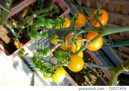 Kitchen garden, bushy orange cherry tomatoes, orange to green gradation 78827459