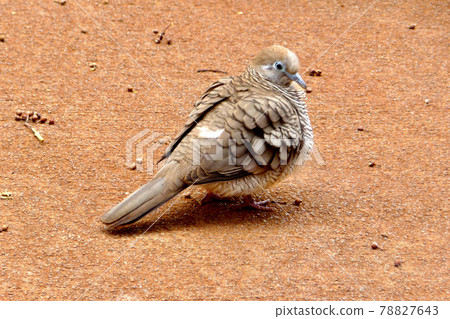 夏威夷野鳥，斑馬鳩 78827643