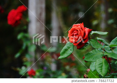 June Tama 340 Rose (Rosaceae), Rosaceae, Keio Floral Garden Angers June Tama 340 Rose (Rosaceae), Rosaceae, Keio Floral Garden Angers 78827722