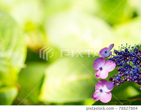 Scenery during the rainy season Beautiful hydrangea 78827804