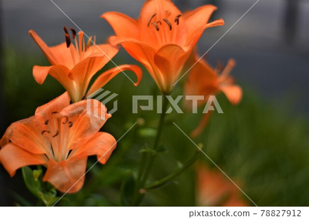 Lily orange Lily orange 78827912