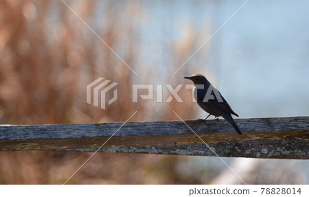 Silhouette of a blue rock thrush perching on a branch 78828014