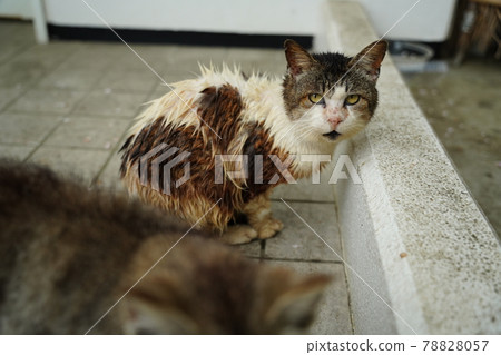 One-year-old Kijitora white male of a cute stray cat sheltering from the rain with her grandparents 78828057