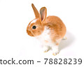Cute rabbit on white background 78828239